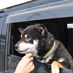 ピッザピッザピッザ - 