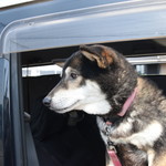 ピッザピッザピッザ - 