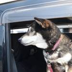 ピッザピッザピッザ - 