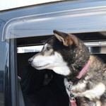 ピッザピッザピッザ - 