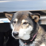 ピッザピッザピッザ - 