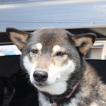 ピッザピッザピッザ - 