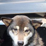 ピッザピッザピッザ - 