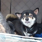 ピッザピッザピッザ - 