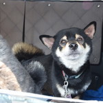 ピッザピッザピッザ - 