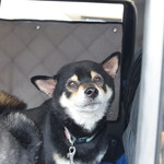 ピッザピッザピッザ - 