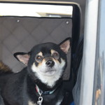 ピッザピッザピッザ - 