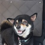 ピッザピッザピッザ - 