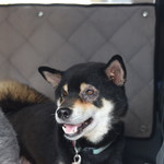 ピッザピッザピッザ - 