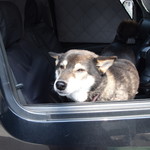 ピッザピッザピッザ - 