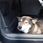 ピッザピッザピッザ - 