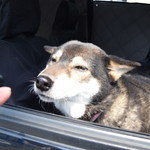 ピッザピッザピッザ - 