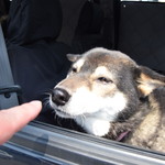 ピッザピッザピッザ - 