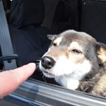 ピッザピッザピッザ - 