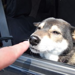 ピッザピッザピッザ - 