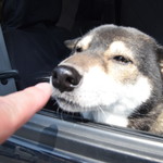 ピッザピッザピッザ - 