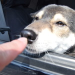 ピッザピッザピッザ - 