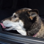 ピッザピッザピッザ - 