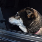 ピッザピッザピッザ - 