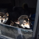 ピッザピッザピッザ - 