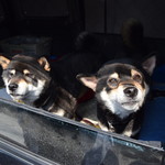 ピッザピッザピッザ - 