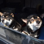 ピッザピッザピッザ - 