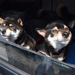 ピッザピッザピッザ - 