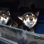 ピッザピッザピッザ - 