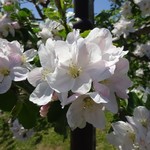 Shirakami Hanten - オマケ・リンゴの花♪