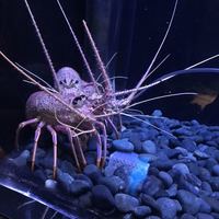 筑紫樓 銀座店 - 