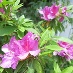 ラーメン二郎 - まだ咲いてる店裏のつつじ