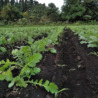 直送野菜！