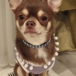 武田そば 風林茶家 - 