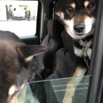 ピッザピッザピッザ - 