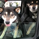 ピッザピッザピッザ - 