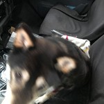 ピッザピッザピッザ - 