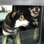 ピッザピッザピッザ - 