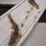 日本料理 TOBIUME - 開演