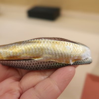 鮨 そえ島 - このしろ