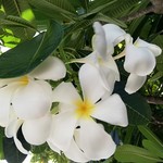 THE PENINSULA BANGKOK - プルメリア　敷地内の花