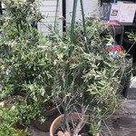 オステリア セーザモ - 