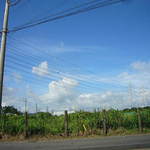 さのや 今川焼店 - 