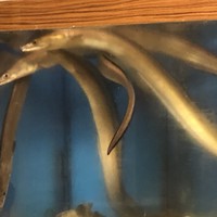 割烹 やました - 