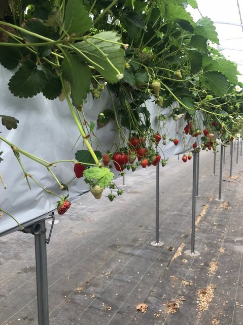 澤田農園 常滑 その他 食べログ