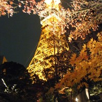 東京 芝 とうふ屋うかい - 庭園より