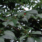 ラーメン二郎 - この実は食えないんだよね？