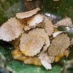 鮨松榮 - 渡蟹 トマトクリームソース サマートリュフ