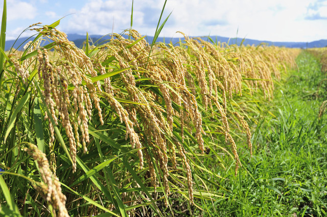 エンドー餅店 - 東照宮（和菓子）の写真