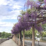DEAN&DELUCA - 名古屋城〜の藤棚