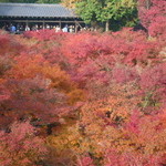 懐石カフェ 蛙吉 - 東福寺の燃えるような紅葉